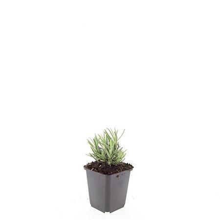 Lavandula ang. 'Rosea' Pot 9 cm