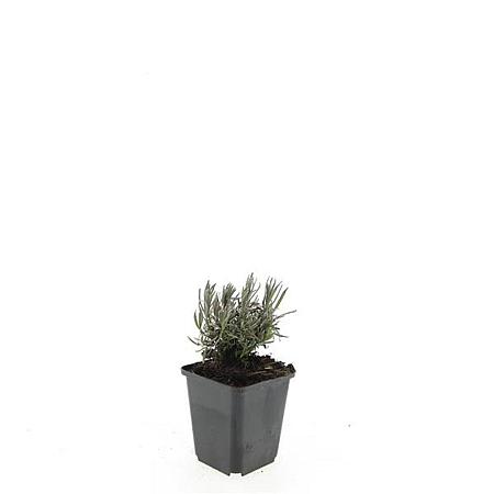 Lavandula ang. 'Rosea' Pot 9 cm