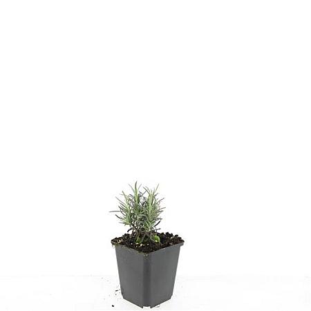 Lavandula ang. 'Rosea' Pot 9 cm