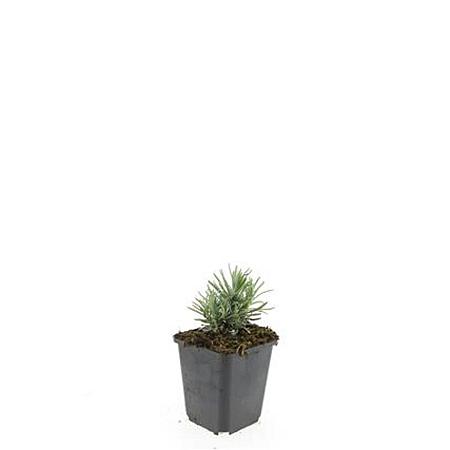 Lavandula ang. 'Rosea' Pot 9 cm