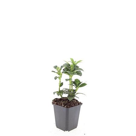 Pachysandra term. 'Green Carpet' Pot 9 cm