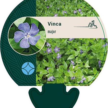 Vinca major Pot 9 cm