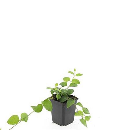 Vinca major Pot 9 cm