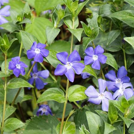 Vinca major Pot 9 cm