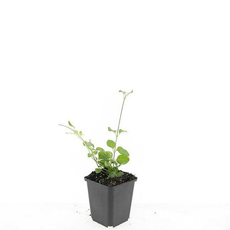 Vinca major Pot 9 cm