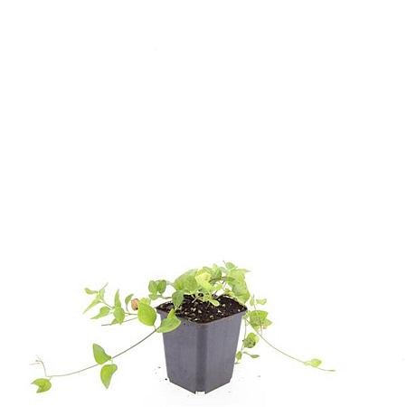 Vinca major Pot 9 cm