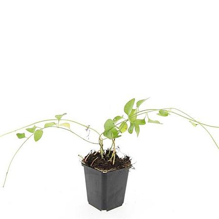 Vinca major Pot 9 cm