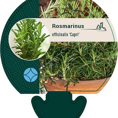 Rosmarinus off. 'Capri' Pot 9 cm
