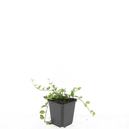 Vinca minor Pot 9 cm