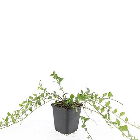 Vinca minor Pot 9 cm