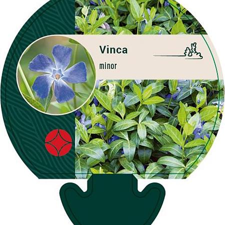 Vinca minor Pot 9 cm