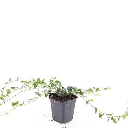 Vinca minor Pot 9 cm