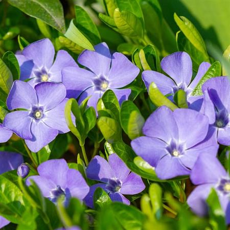 Vinca minor Pot 9 cm