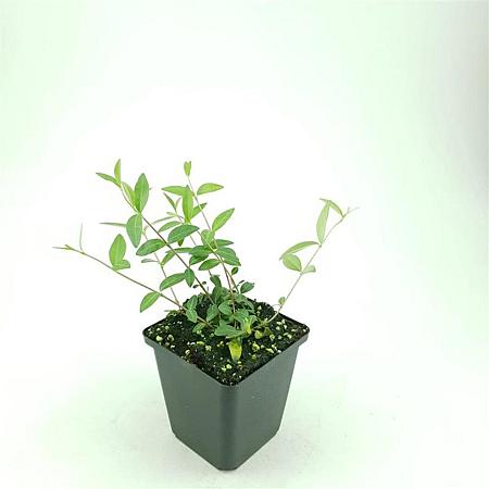 Vinca minor Pot 9 cm