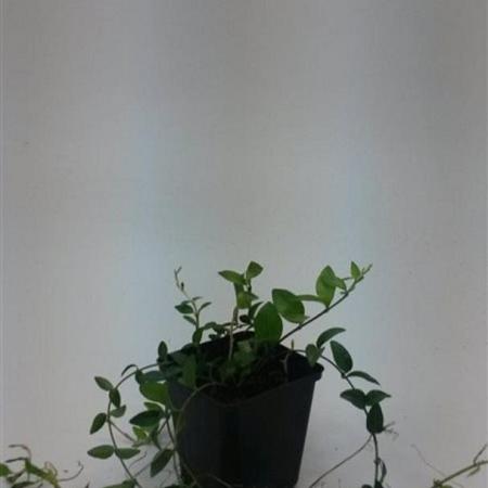 Vinca minor Pot 9 cm