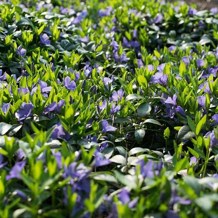 Vinca minor Pot 9 cm