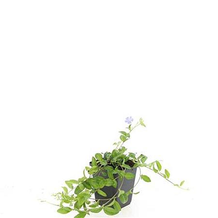 Vinca minor Pot 9 cm