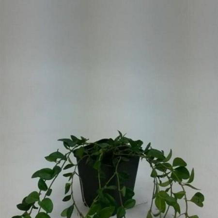 Vinca minor Pot 9 cm