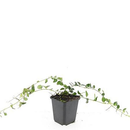 Vinca minor 'Alba' Pot 9 cm