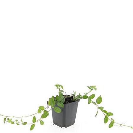 Vinca minor 'Alba' Pot 9 cm
