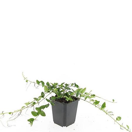 Vinca minor 'Alba' Pot 9 cm