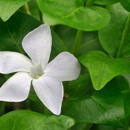 Vinca minor 'Alba' Pot 9 cm