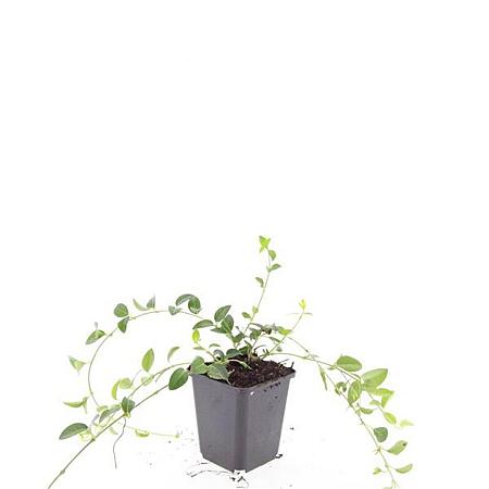 Vinca minor 'Alba' Pot 9 cm