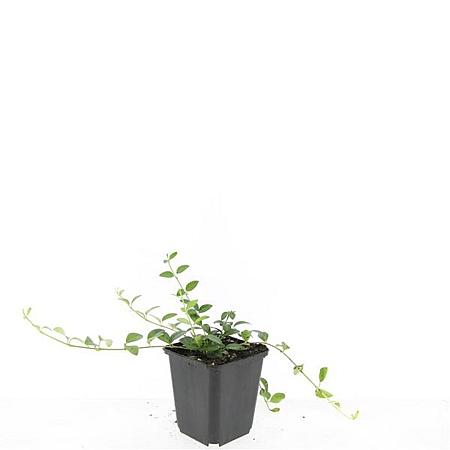 Vinca minor 'Alba' Pot 9 cm