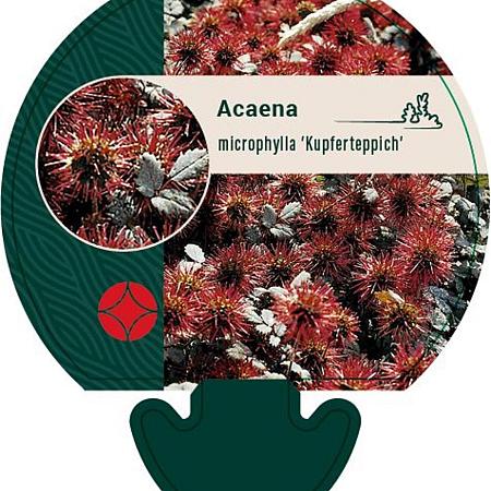 Acaena microphylla 'Kupferteppich' Pot 9 cm
