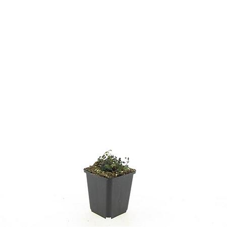 Acaena microphylla 'Kupferteppich' Pot 9 cm
