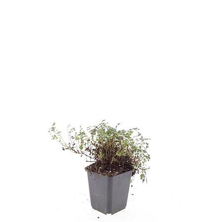 Acaena microphylla 'Kupferteppich' Pot 9 cm