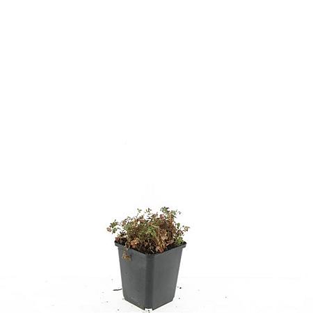 Acaena microphylla 'Kupferteppich' Pot 9 cm