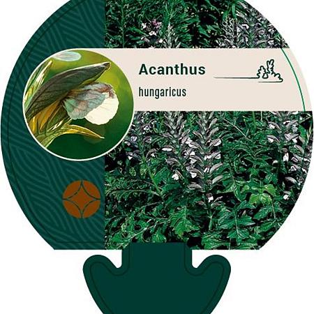 Acanthus hungaricus Pot 9 cm