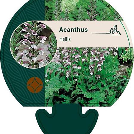 Acanthus mollis Pot 9 cm
