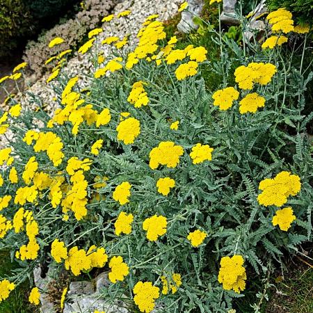 Achillea 'Coronation Gold' Pot 9 cm