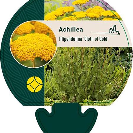 Achillea fil. 'Cloth of Gold' Pot 9 cm