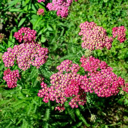 Achillea m. 'Cerise Queen' Pot 9 cm