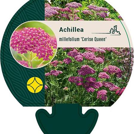Achillea m. 'Cerise Queen' Pot 9 cm