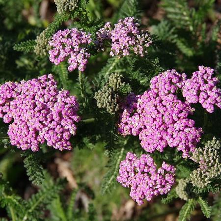 Achillea m. 'Lilac Beauty' Pot 9 cm