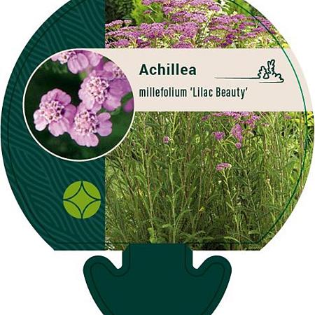 Achillea m. 'Lilac Beauty' Pot 9 cm