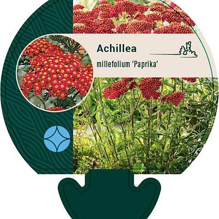 Achillea m. 'Paprika' Pot 9 cm