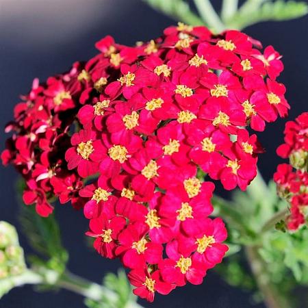 Achillea m. 'Paprika' Pot 9 cm