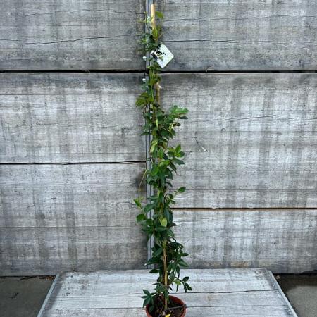 Trachelospermum jasminoides Pot 3 Liter 150 - 175 cm