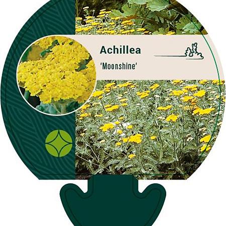 Achillea 'Moonshine' Pot 9 cm