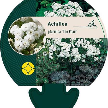 Achillea ptarmica 'The Pearl' Pot 9 cm