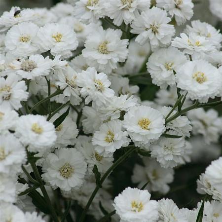 Achillea ptarmica 'The Pearl' Pot 9 cm