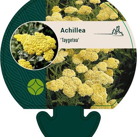 Achillea 'Taygetea' Pot 9 cm