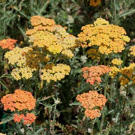 Achillea 'Terracotta' Pot 9 cm