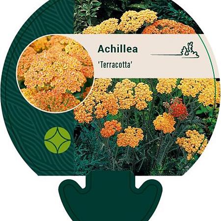 Achillea 'Terracotta' Pot 9 cm