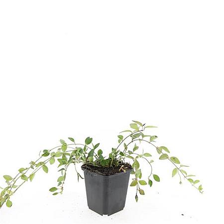 Vinca minor 'Atropurpurea' Pot 9 cm